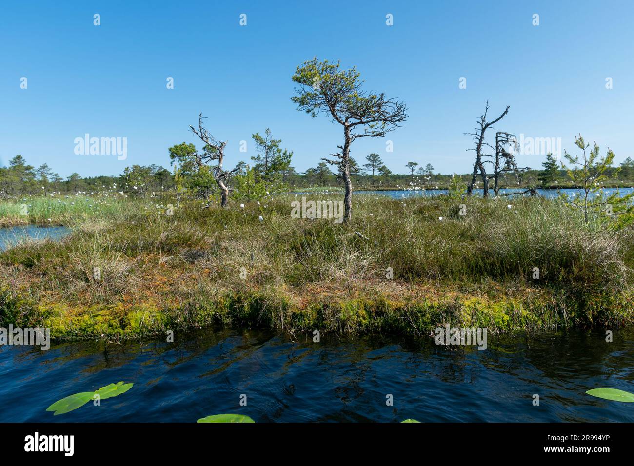 paesaggio paludoso, vegetazione paludosa dai colori primaverili, piccoli laghi di palude, isole coperte da piccoli pini, erba, muschio, torbiere in un grande sistema di bacini Foto Stock