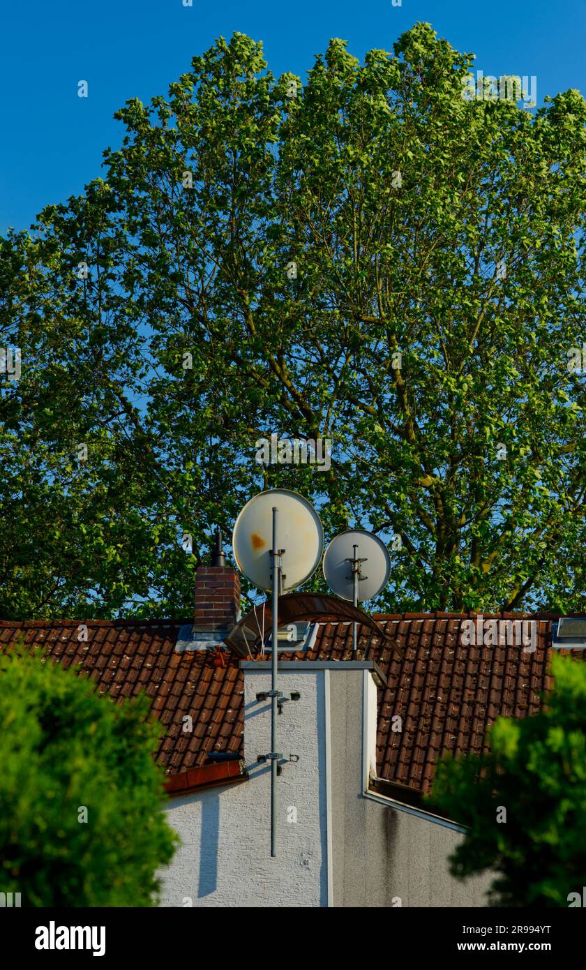 vista attraverso due siepi da un tetto simmetrico con due piastre satellitari e un enorme albero sullo sfondo Foto Stock