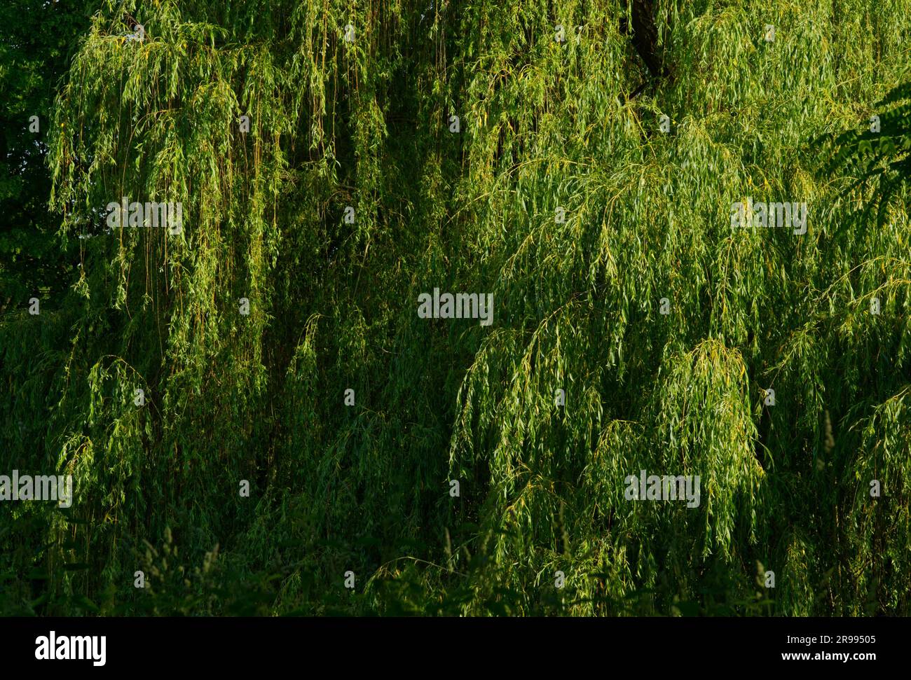Possente corona di un salice piangente (Salix babylonica) Foto Stock