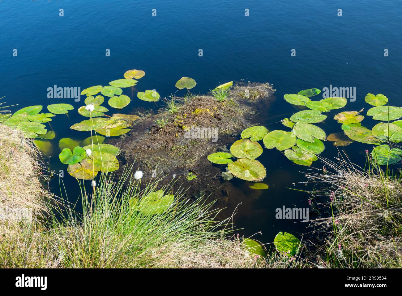 paesaggio paludoso, vegetazione paludosa dai colori primaverili, piccoli laghi di palude, isole coperte da piccoli pini, erba, muschio, torbiere in un grande sistema di bacini Foto Stock