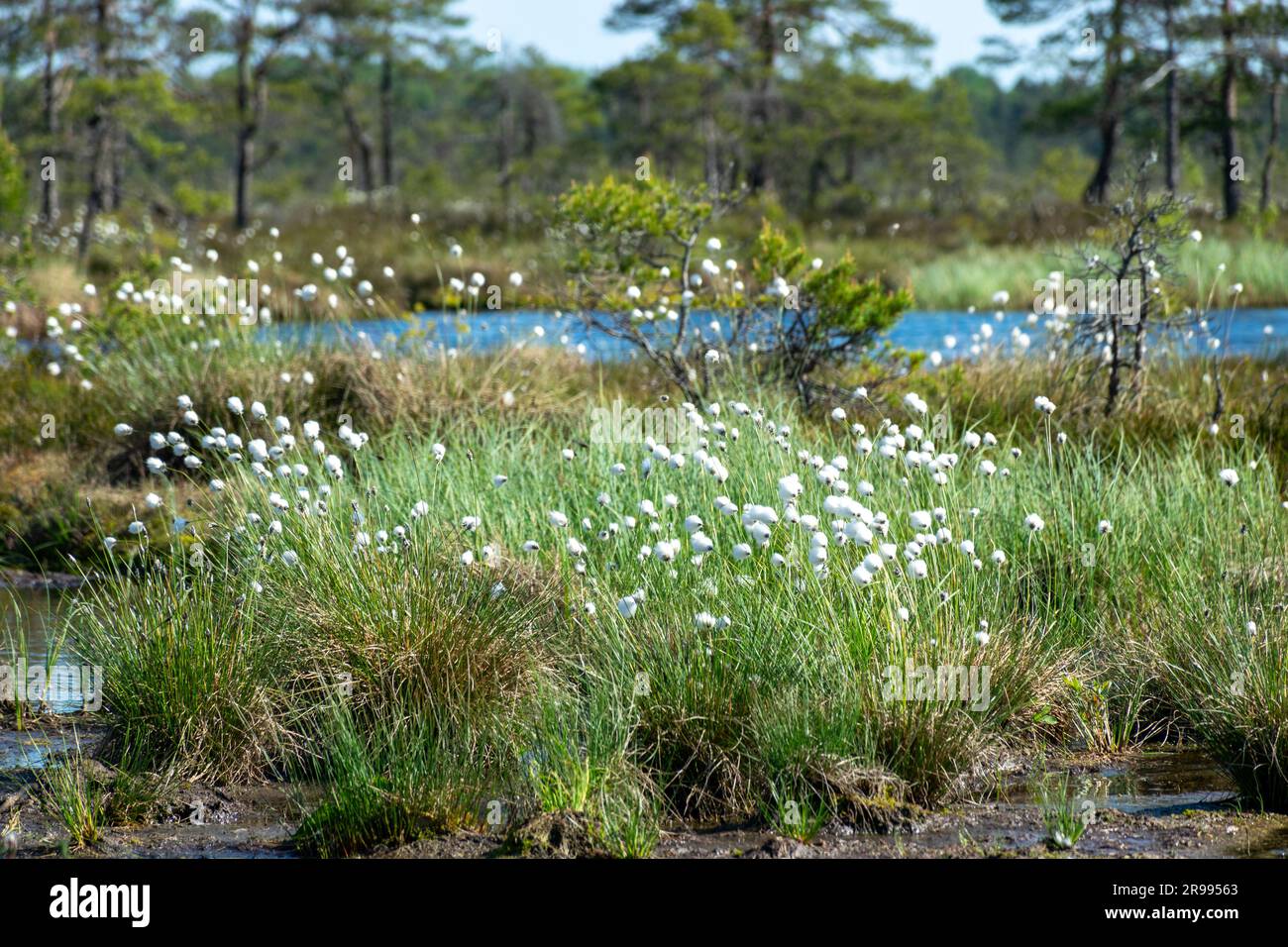 paesaggio paludoso, vegetazione paludosa dai colori primaverili, piccoli laghi di palude, isole coperte da piccoli pini, erba, muschio, torbiere in un grande sistema di bacini Foto Stock