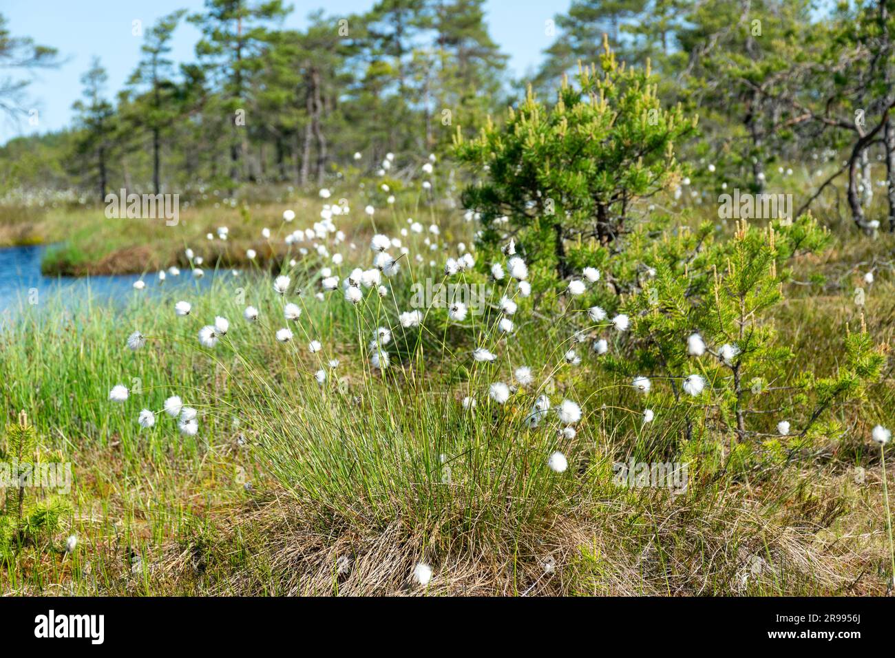 paesaggio paludoso, vegetazione paludosa dai colori primaverili, piccoli laghi di palude, isole coperte da piccoli pini, erba, muschio, torbiere in un grande sistema di bacini Foto Stock