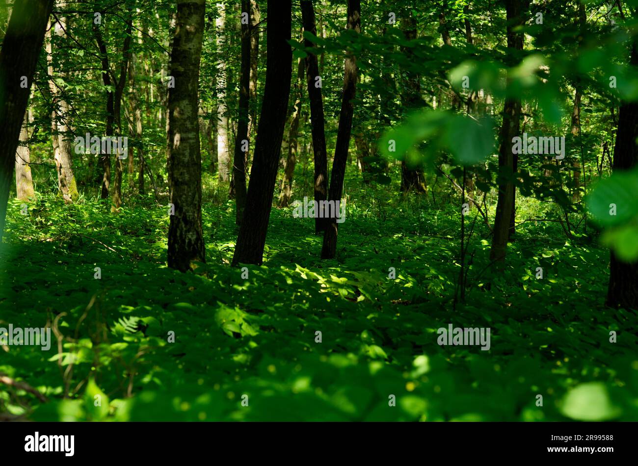 Nel mezzo di una foresta soleggiata e verde Foto Stock