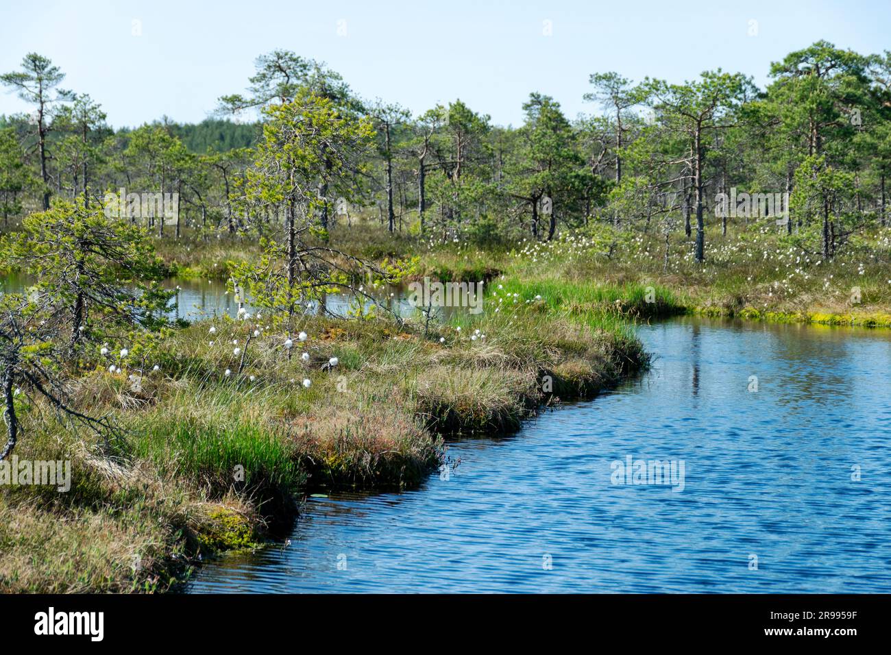 paesaggio paludoso, vegetazione paludosa dai colori primaverili, piccoli laghi di palude, isole coperte da piccoli pini, erba, muschio, torbiere in un grande sistema di bacini Foto Stock