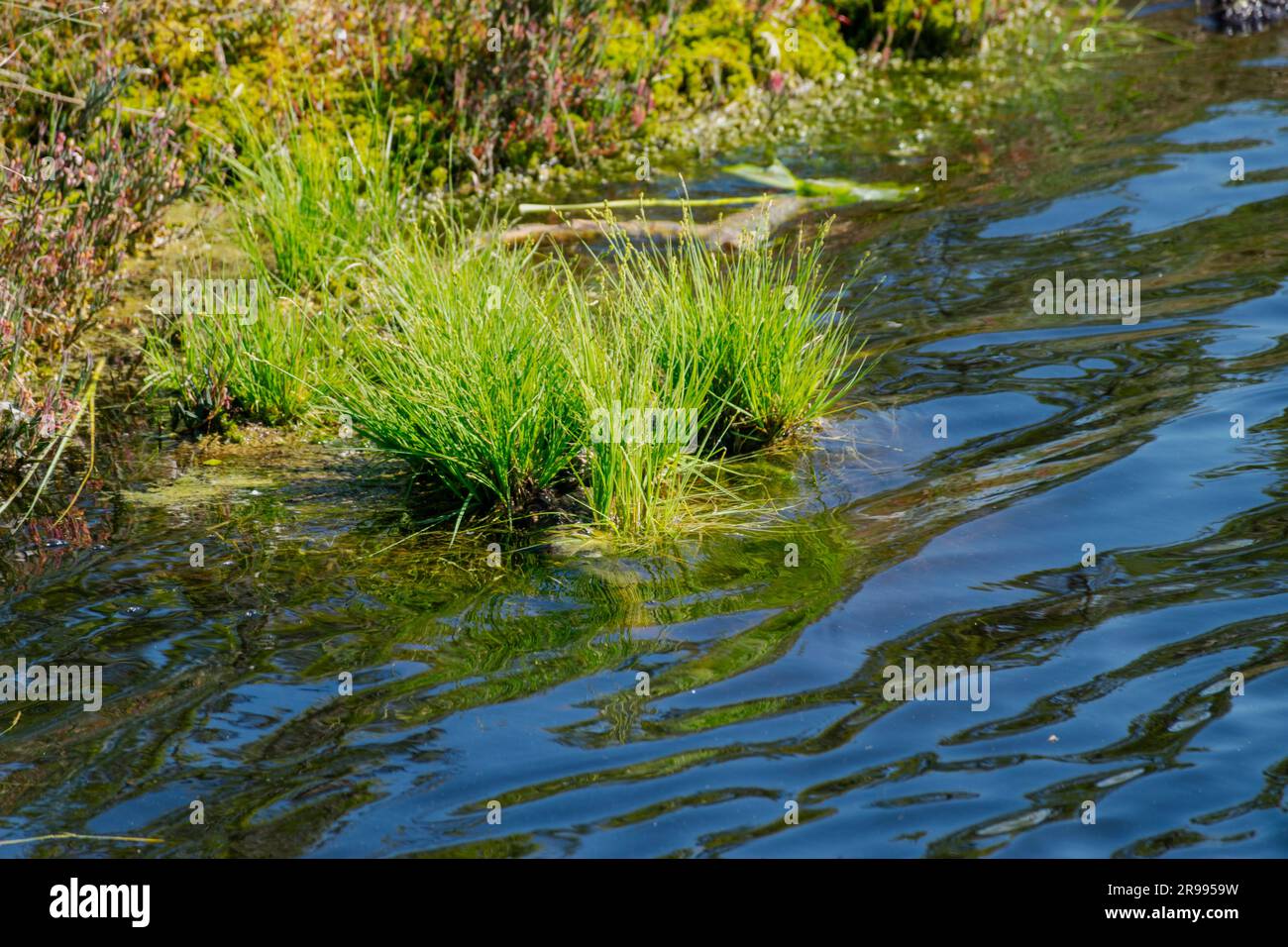 paesaggio paludoso, vegetazione paludosa dai colori primaverili, piccoli laghi di palude, isole coperte da piccoli pini, erba, muschio, torbiere in un grande sistema di bacini Foto Stock