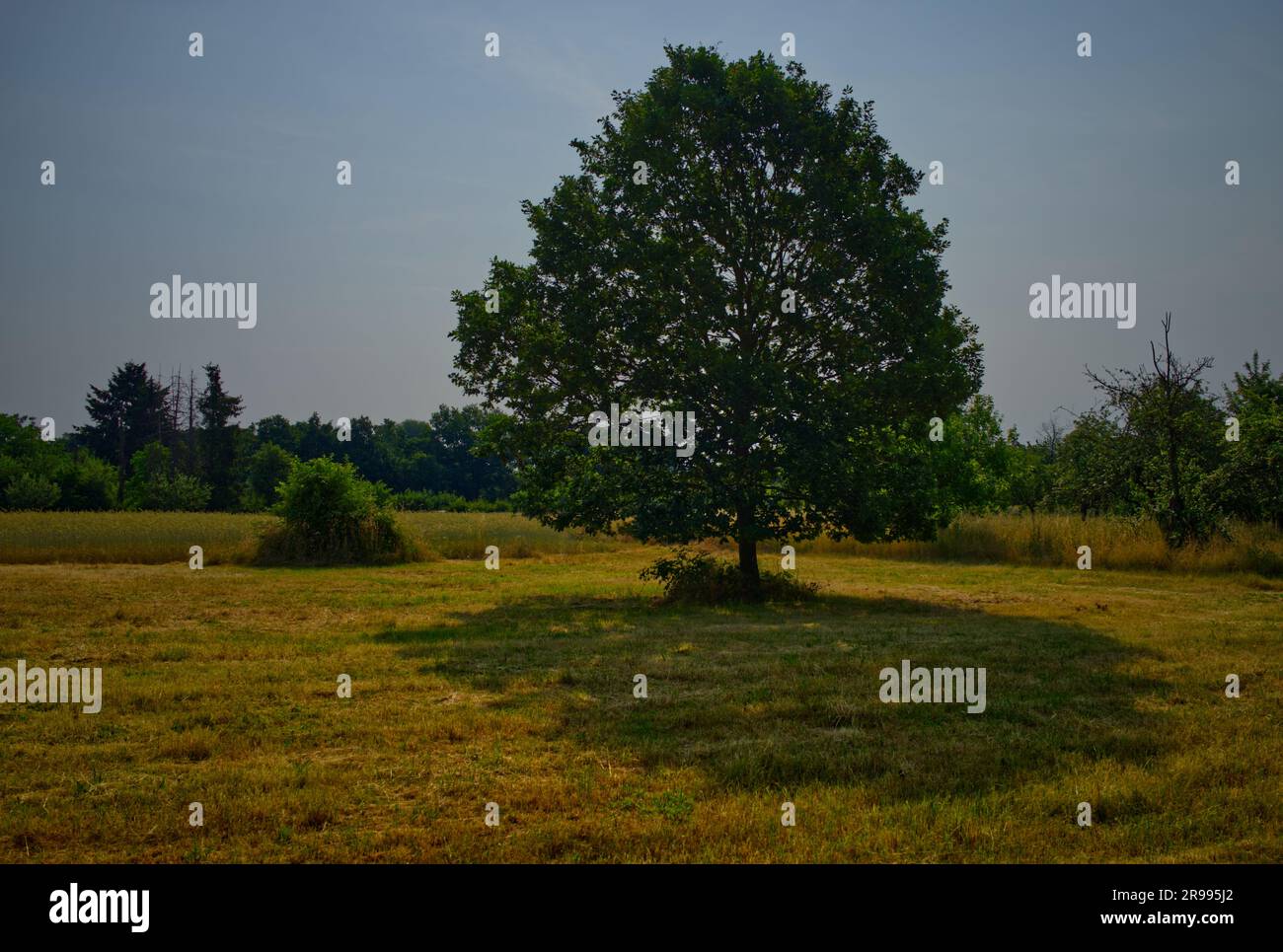 Un singolo albero verde nel mezzo di un campo di grano raccolto fornisce l'unica ombra nella luce del sole altrimenti calda e luminosa Foto Stock