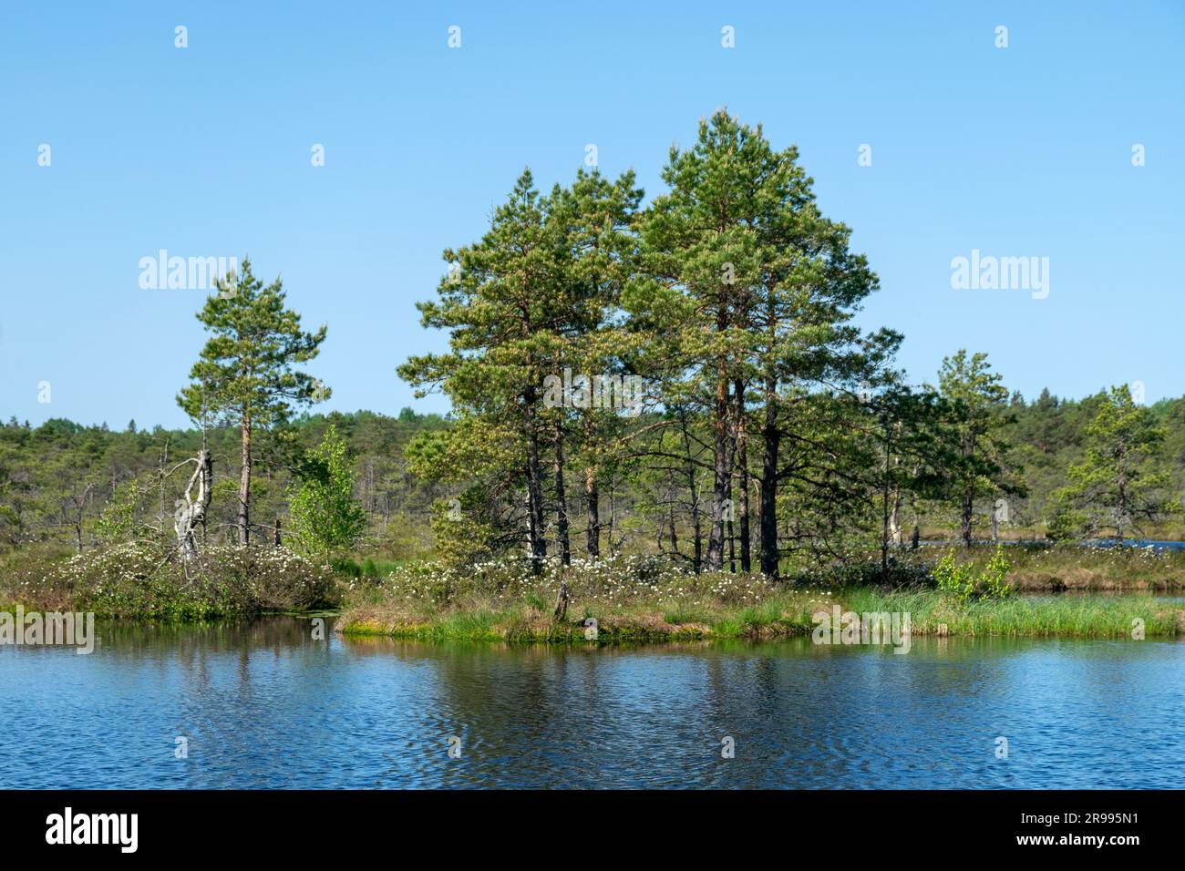 paesaggio paludoso, vegetazione paludosa dai colori primaverili, piccoli laghi di palude, isole coperte da piccoli pini, erba, muschio, torbiere in un grande sistema di bacini Foto Stock