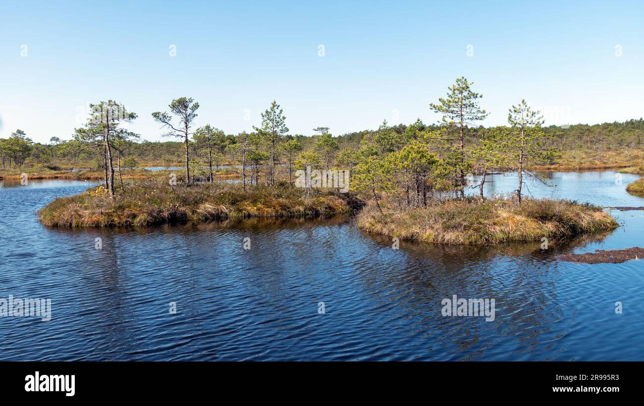 paesaggio paludoso, vegetazione paludosa dai colori primaverili, piccoli laghi di palude, isole coperte da piccoli pini, erba, muschio, torbiere in un grande sistema di bacini Foto Stock