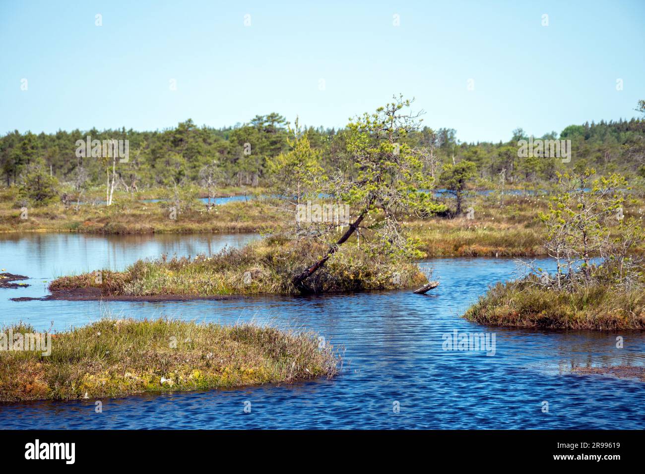 paesaggio paludoso, vegetazione paludosa dai colori primaverili, piccoli laghi di palude, isole coperte da piccoli pini, erba, muschio, torbiere in un grande sistema di bacini Foto Stock