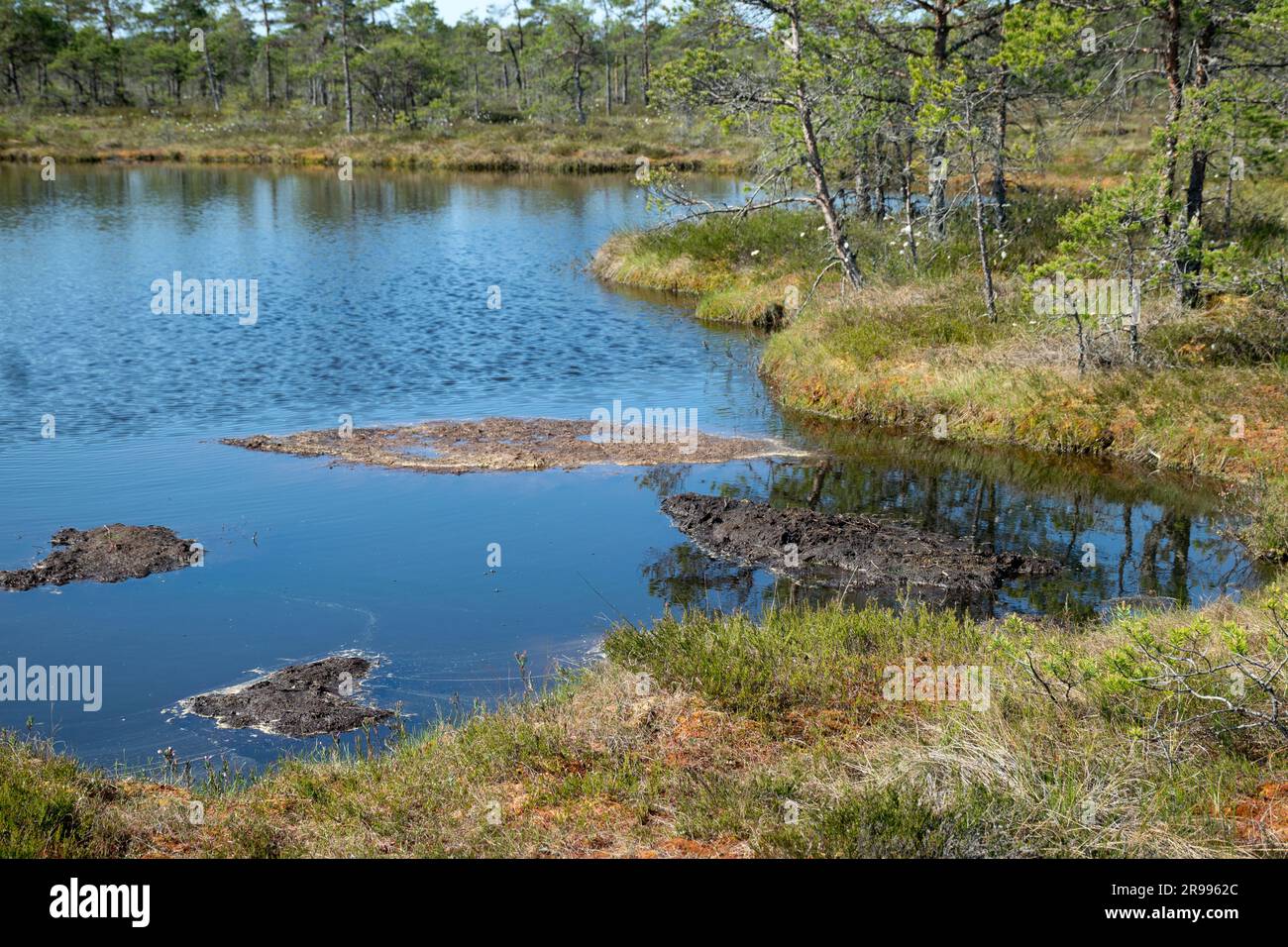 paesaggio paludoso, vegetazione paludosa dai colori primaverili, piccoli laghi di palude, isole coperte da piccoli pini, erba, muschio, torbiere in un grande sistema di bacini Foto Stock