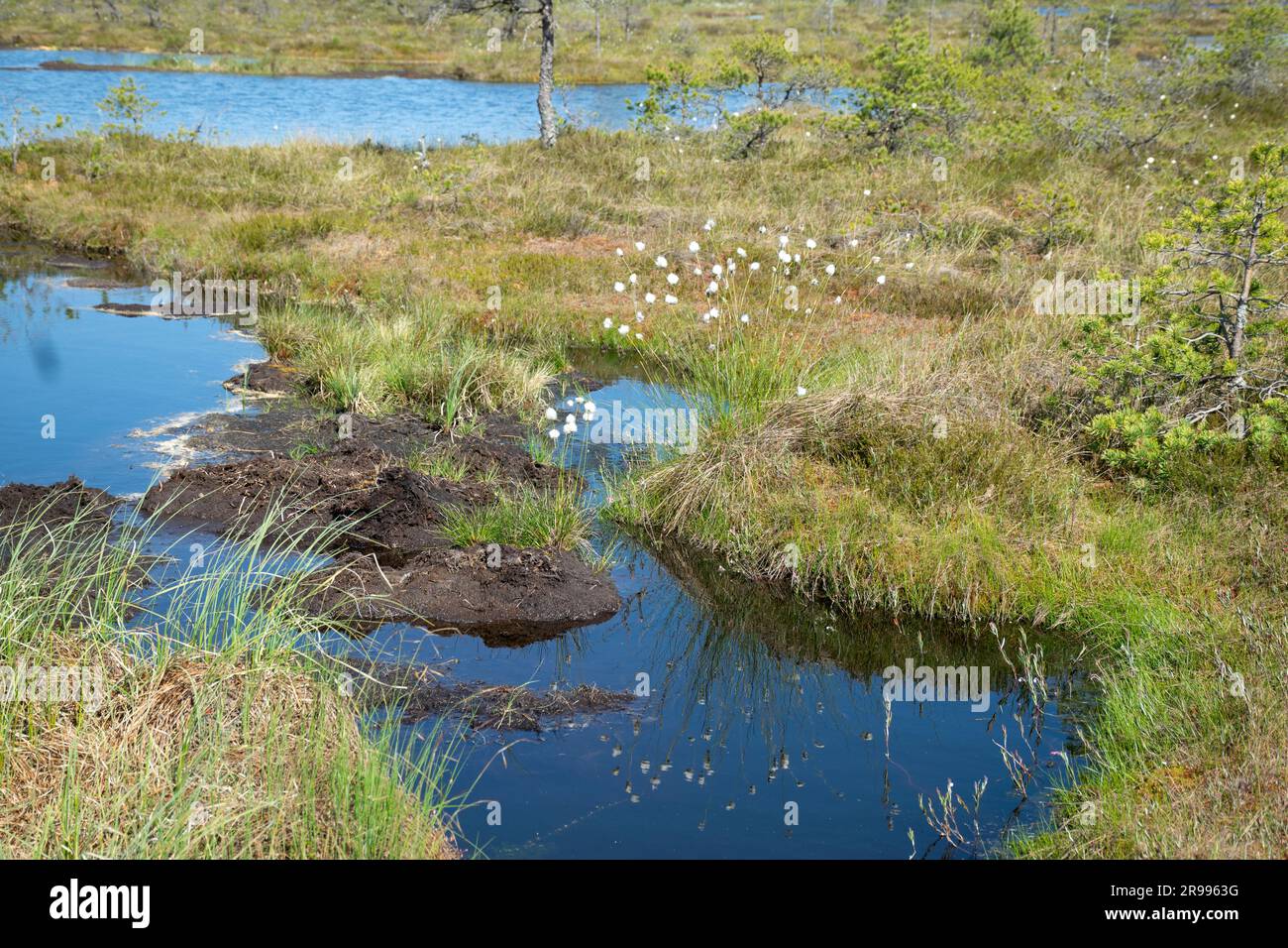 paesaggio paludoso, vegetazione paludosa dai colori primaverili, piccoli laghi di palude, isole coperte da piccoli pini, erba, muschio, torbiere in un grande sistema di bacini Foto Stock