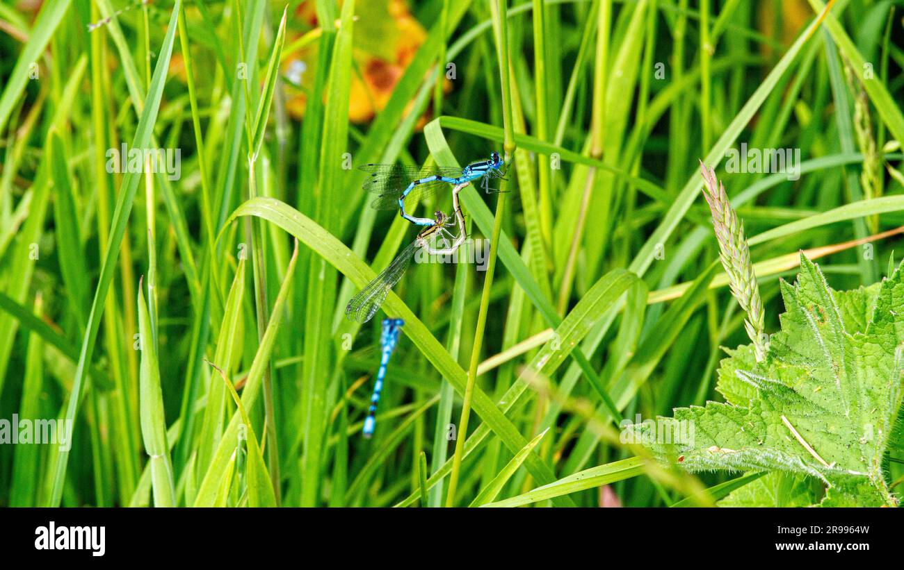 Dundee, Tayside, Scozia, Regno Unito. 25 giugno 2023. Tempo nel Regno Unito: Il clima nel nord-est della Scozia è luminoso e umido, con temperature che raggiungono i 24°C. Le comuni Blue Damselflies si trovano spesso a vagare intorno al Dundee Clatto Country Park durante la stagione degli accoppiamenti. Crediti: Dundee Photographics/Alamy Live News Foto Stock