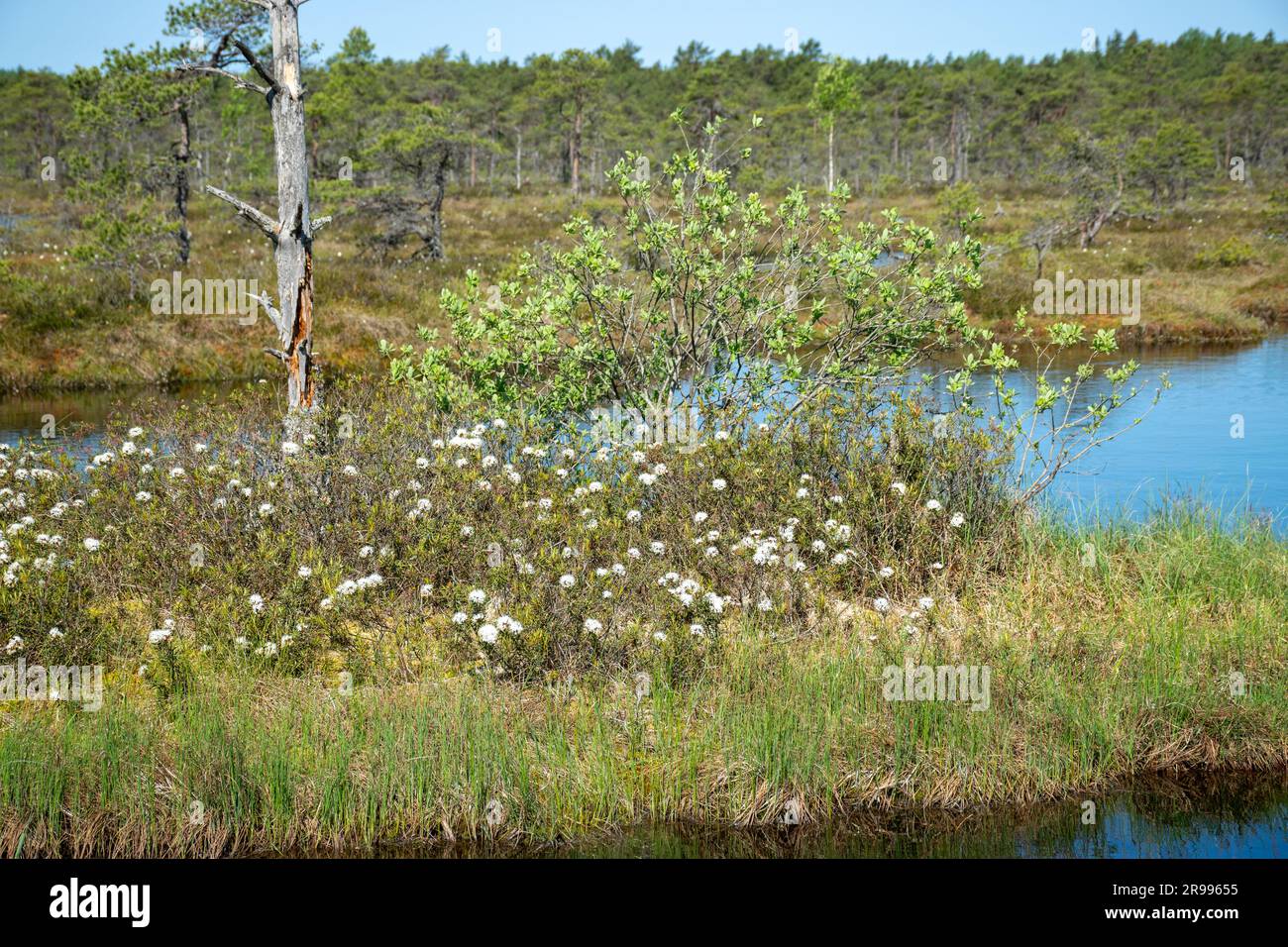 paesaggio paludoso, vegetazione paludosa dai colori primaverili, piccoli laghi di palude, isole coperte da piccoli pini, erba, muschio, torbiere in un grande sistema di bacini Foto Stock