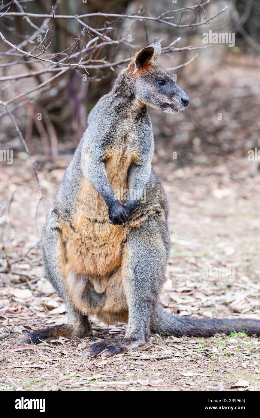 Il wallaby della palude (Wallabia bicolor) è un piccolo marsupiale macropode dell'Australia orientale. Il tipico rivestimento grigio dei macropodi variava Foto Stock