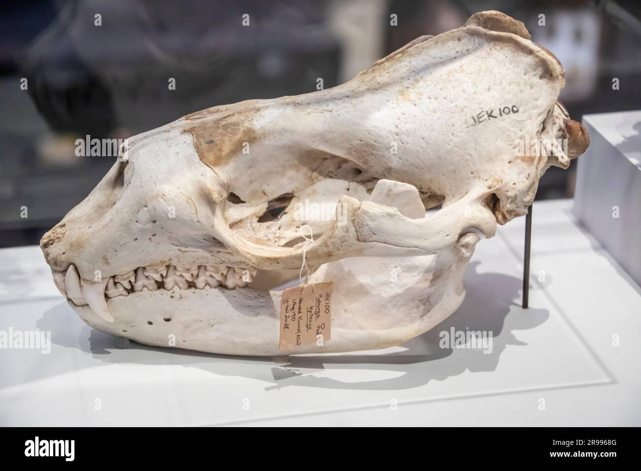 Il teschio di una foca leopardo (Hydrurga Leptonyx) nel musuem australiano. La seconda specie di foca più grande dell'Antartico. Foto Stock
