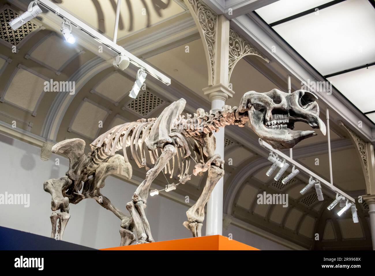 Lo scheletro del marsupiale gigante (Diprotodon optatum) all'Australian Museum. Il più grande marsupiale mai vissuto. Foto Stock