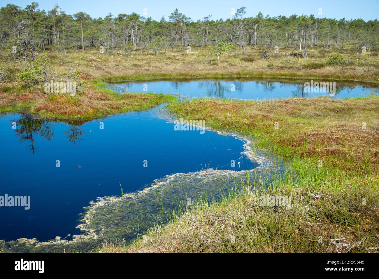 paesaggio paludoso, vegetazione paludosa dai colori primaverili, piccoli laghi di palude, isole coperte da piccoli pini, erba, muschio, torbiere in un grande sistema di bacini Foto Stock