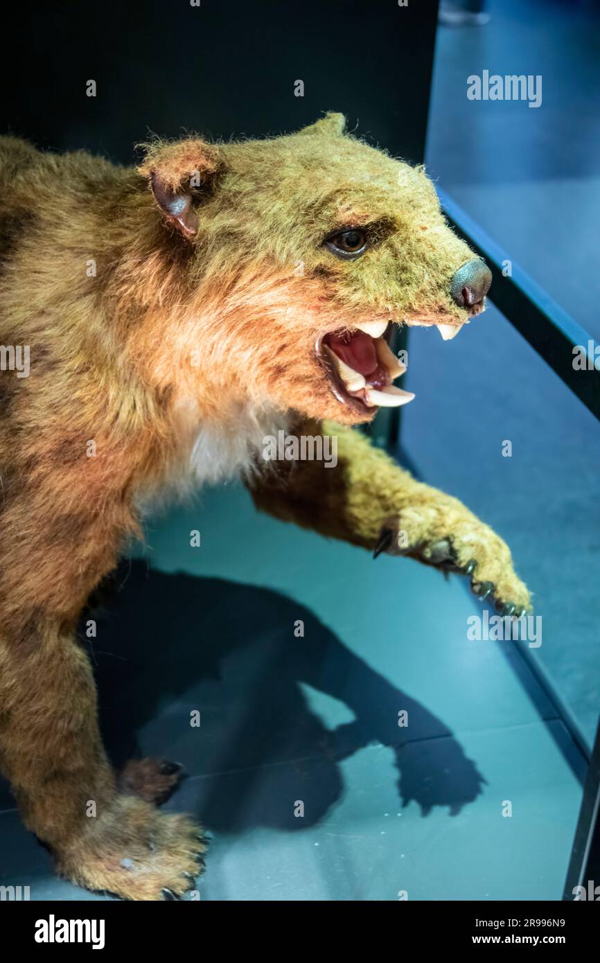 Il modello di marsupio leone (Thylacoleo carnifex) nel Museo Australiano. Un genere estinto di marsupiali carnivori che vivevano in Australia. Foto Stock