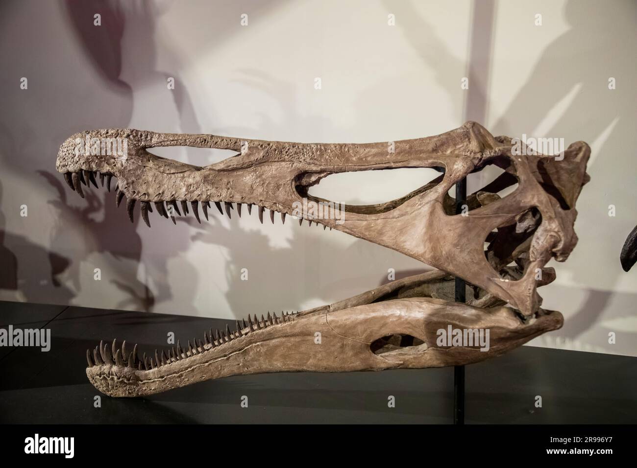 Il cast del teschio di suchomimus tenerensis (coccodrillo mimic) all'Australian Museum. Un genere di dinosauro spinosauride vissuto in quello che oggi è il Niger. Foto Stock