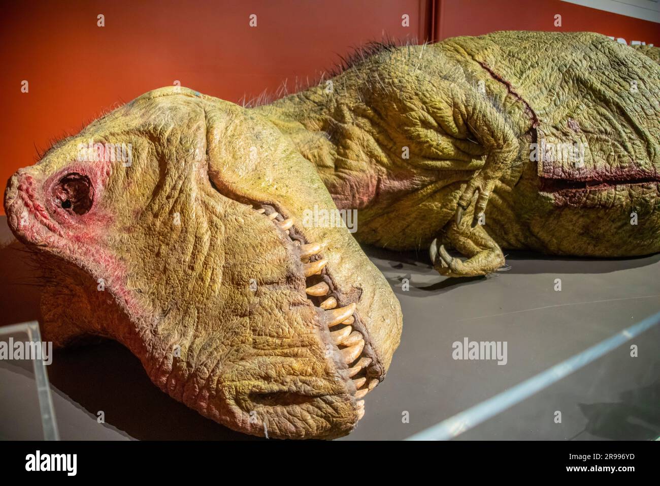 Un modello a grandezza naturale di Tyrannosaurus rex donato all'Australian Museum (AM) dal National Geographic, è stato realizzato nel Regno Unito per il programma documentario T. rex Foto Stock