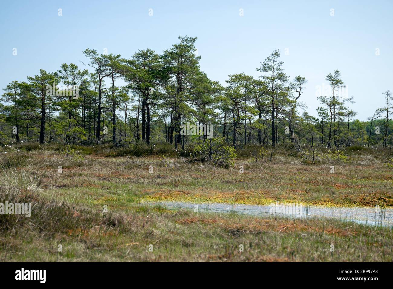 paesaggio paludoso, vegetazione paludosa dai colori primaverili, piccoli laghi di palude, isole coperte da piccoli pini, erba, muschio, torbiere in un grande sistema di bacini Foto Stock