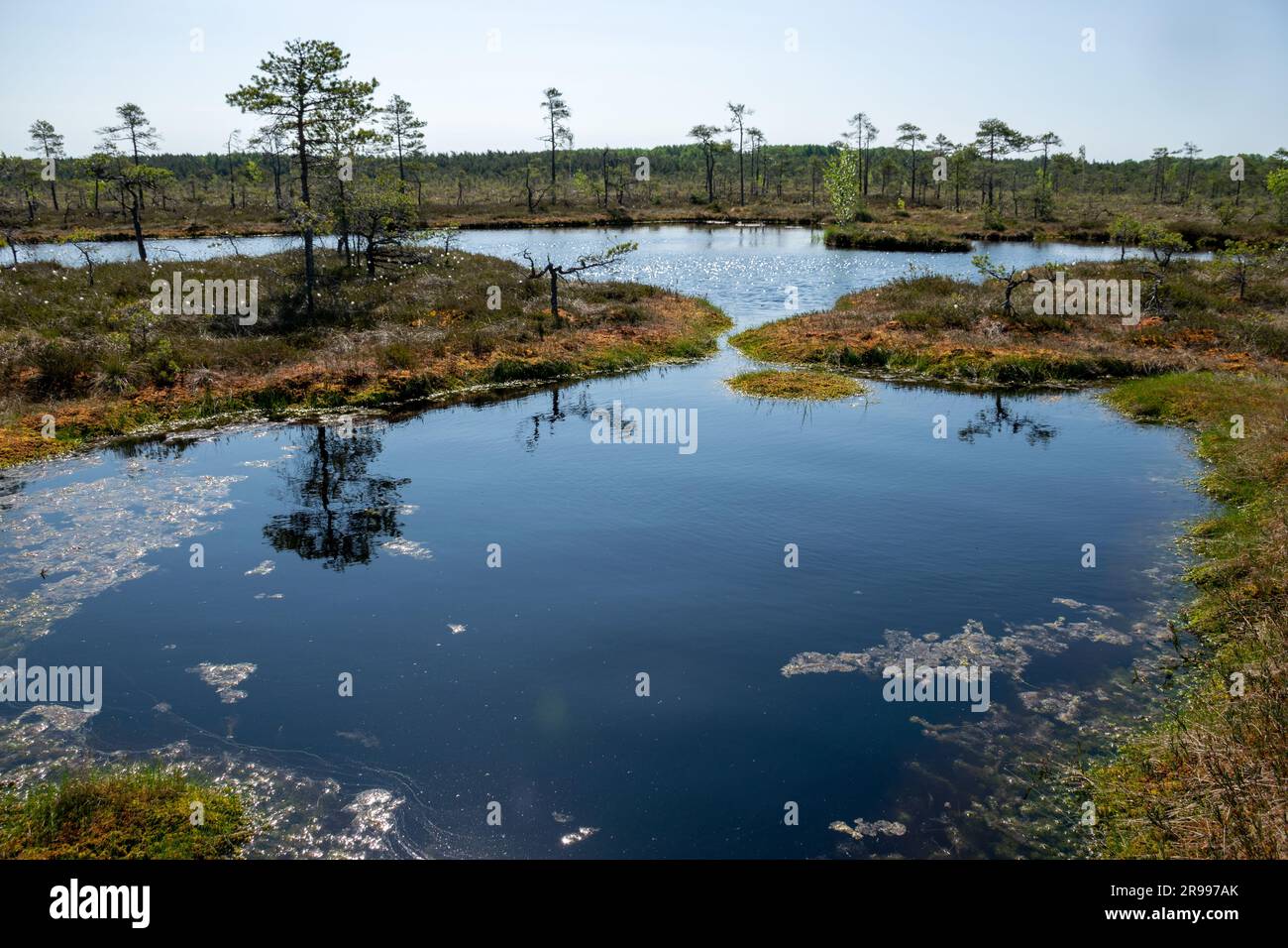 paesaggio paludoso, vegetazione paludosa dai colori primaverili, piccoli laghi di palude, isole coperte da piccoli pini, erba, muschio, torbiere in un grande sistema di bacini Foto Stock