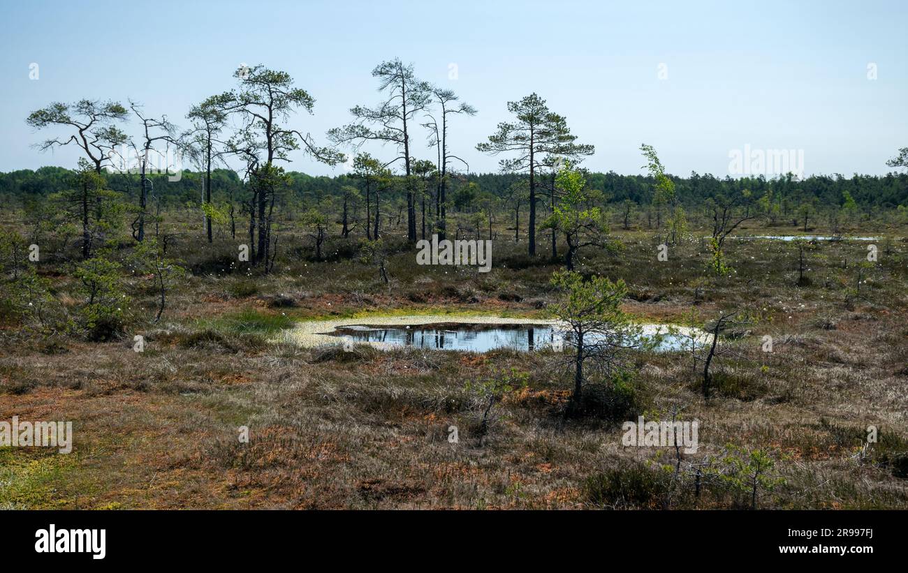 paesaggio paludoso, vegetazione paludosa dai colori primaverili, piccoli laghi di palude, isole coperte da piccoli pini, erba, muschio, torbiere in un grande sistema di bacini Foto Stock