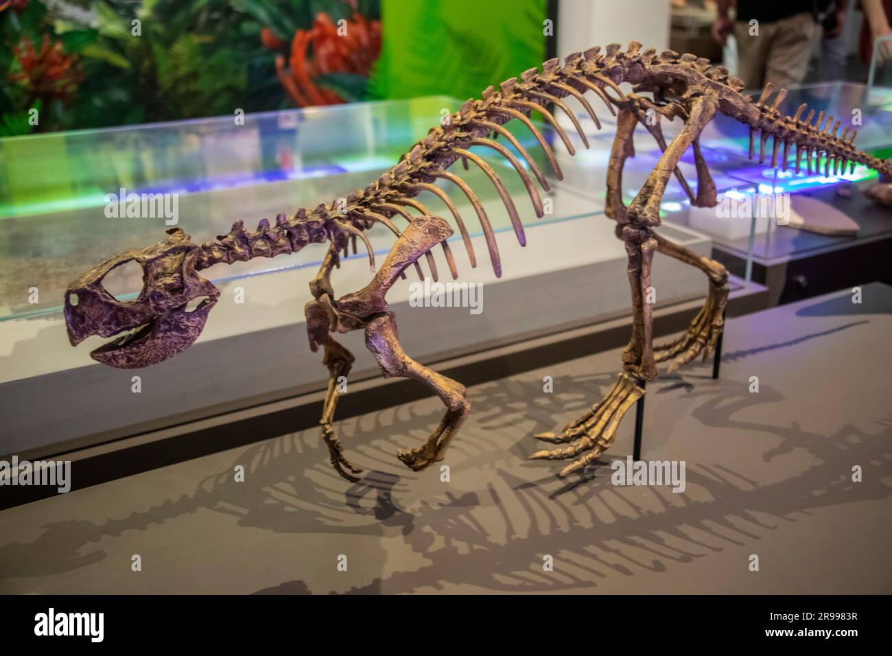 Il cast di Psittacosaurus mongoliensis (Parrot Lizard) nel Museo australiano. è un genere di dinosauro ceratopsiano estinto. Foto Stock