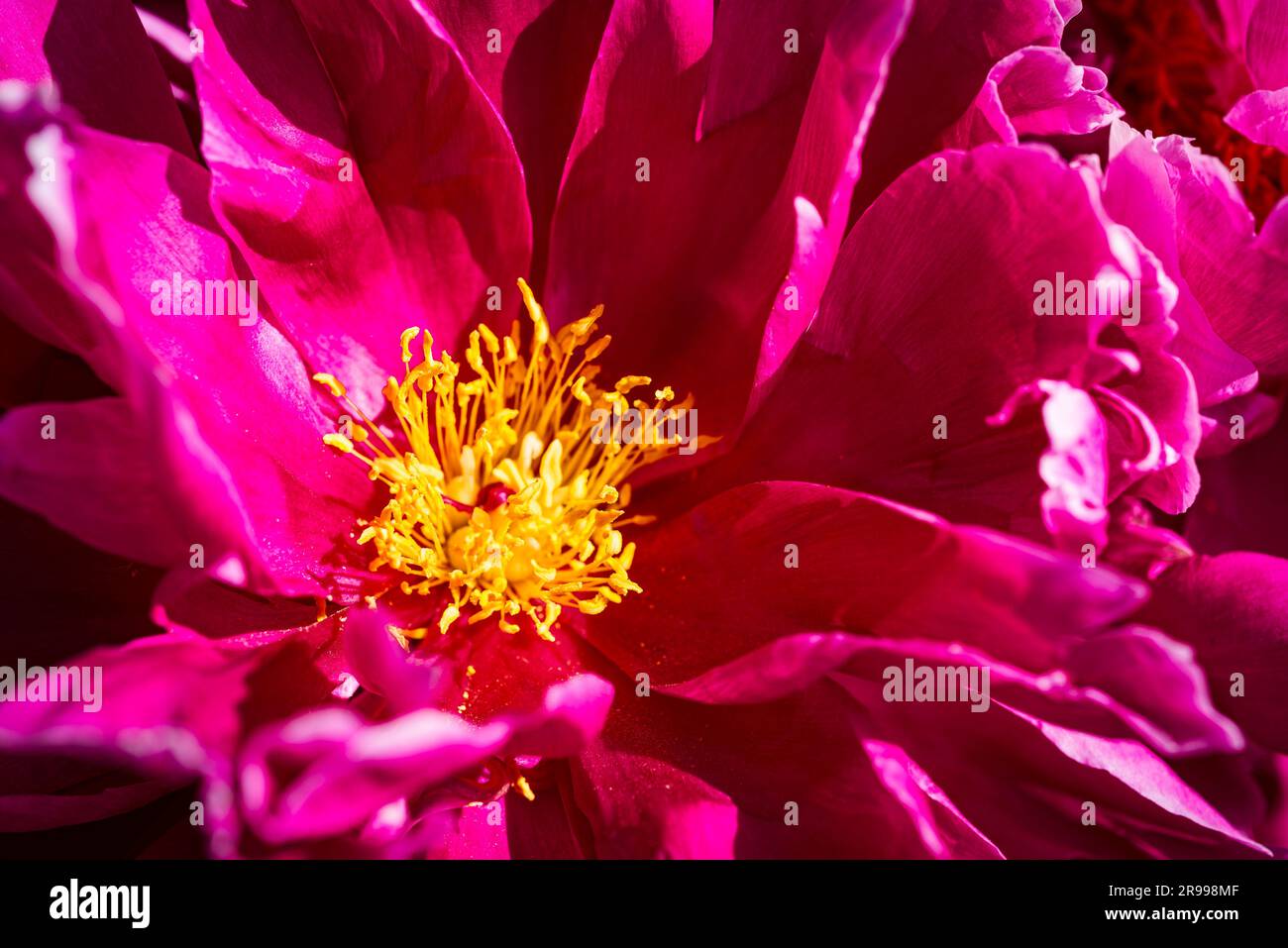 Primo piano della fioritura rosa con steli gialli della peonia comune Peonia alla luce del sole Foto Stock