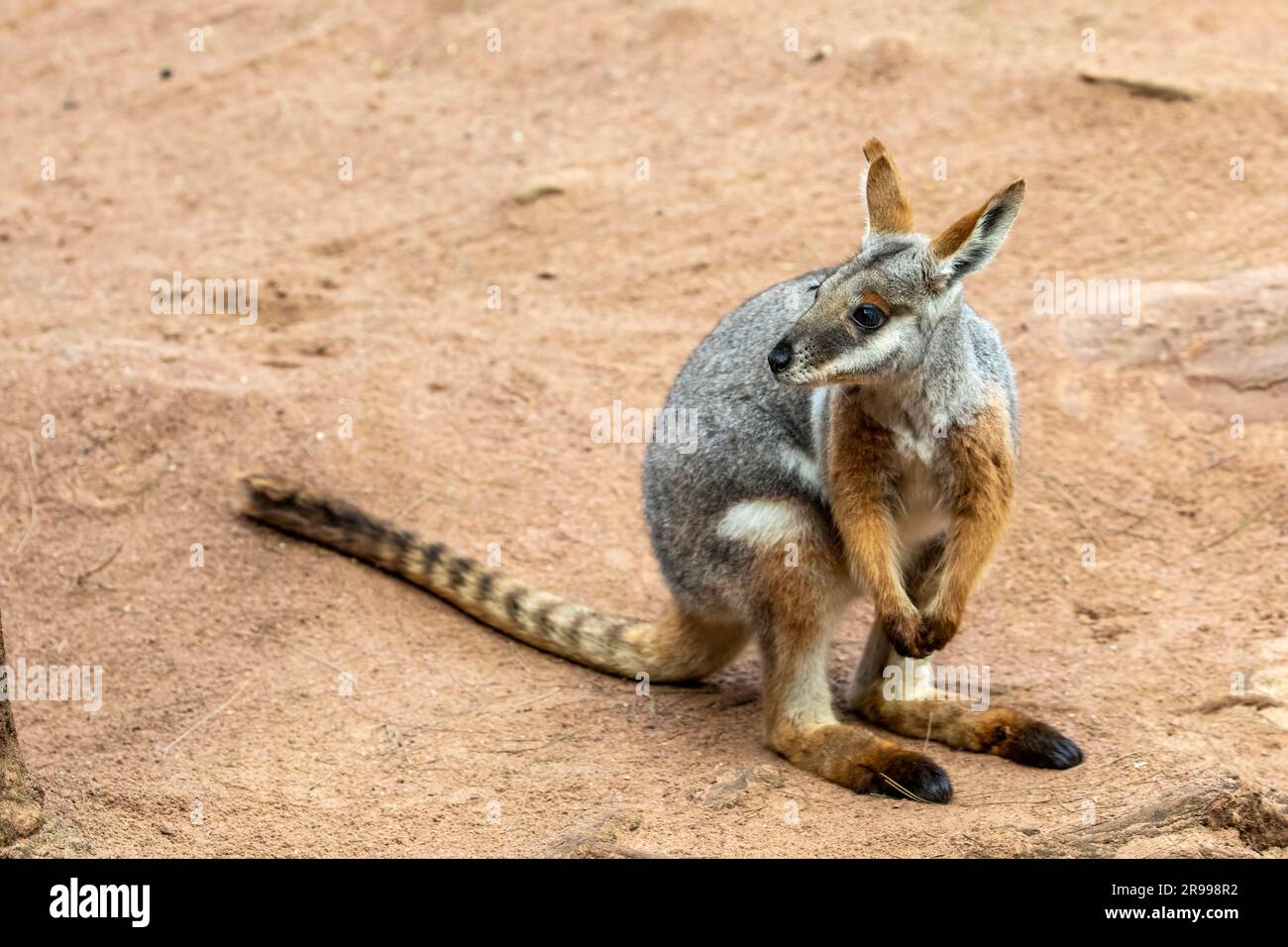 L'immagine ravvicinata del wallaby rock dai piedi gialli. Da grigio a grigio chiaro sopra e di colore chiaro sotto con una striscia nera medidorsale dalla corona Foto Stock