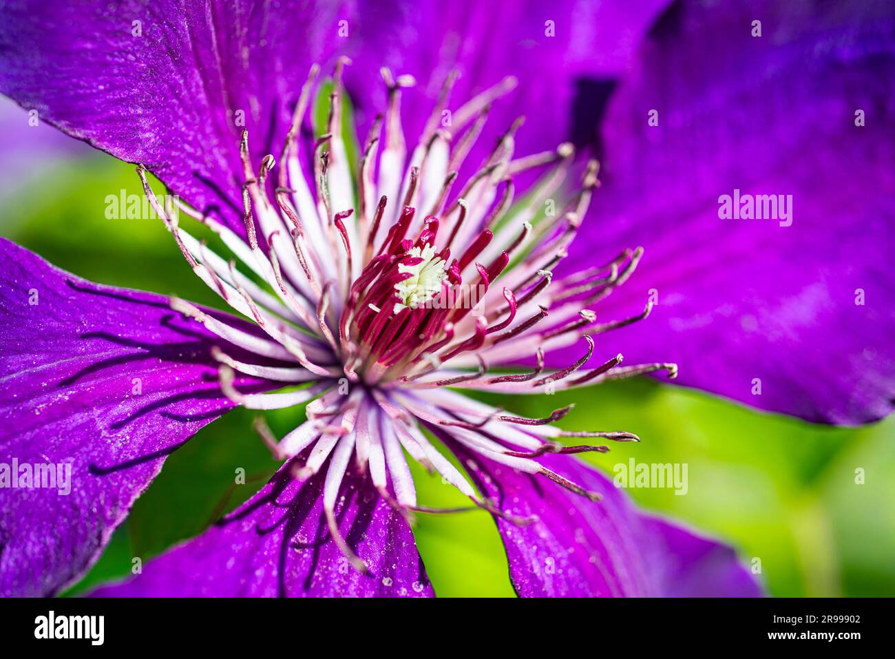 Primo piano di un fiore blu-violetto con striscia di fiori della grande varietà boschiva fiorita (Clematis Hybrid) Jackmanii alla luce del sole Foto Stock