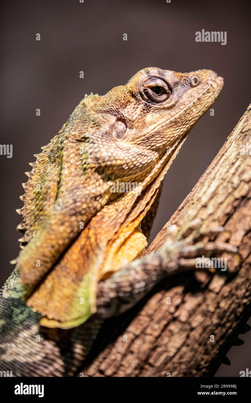 La lucertola fritta (Chlamydosaurus kingii) è una specie di lucertola della famiglia Agamidae. È endemica dell'Australia settentrionale e della nuova Guinea meridionale. Foto Stock