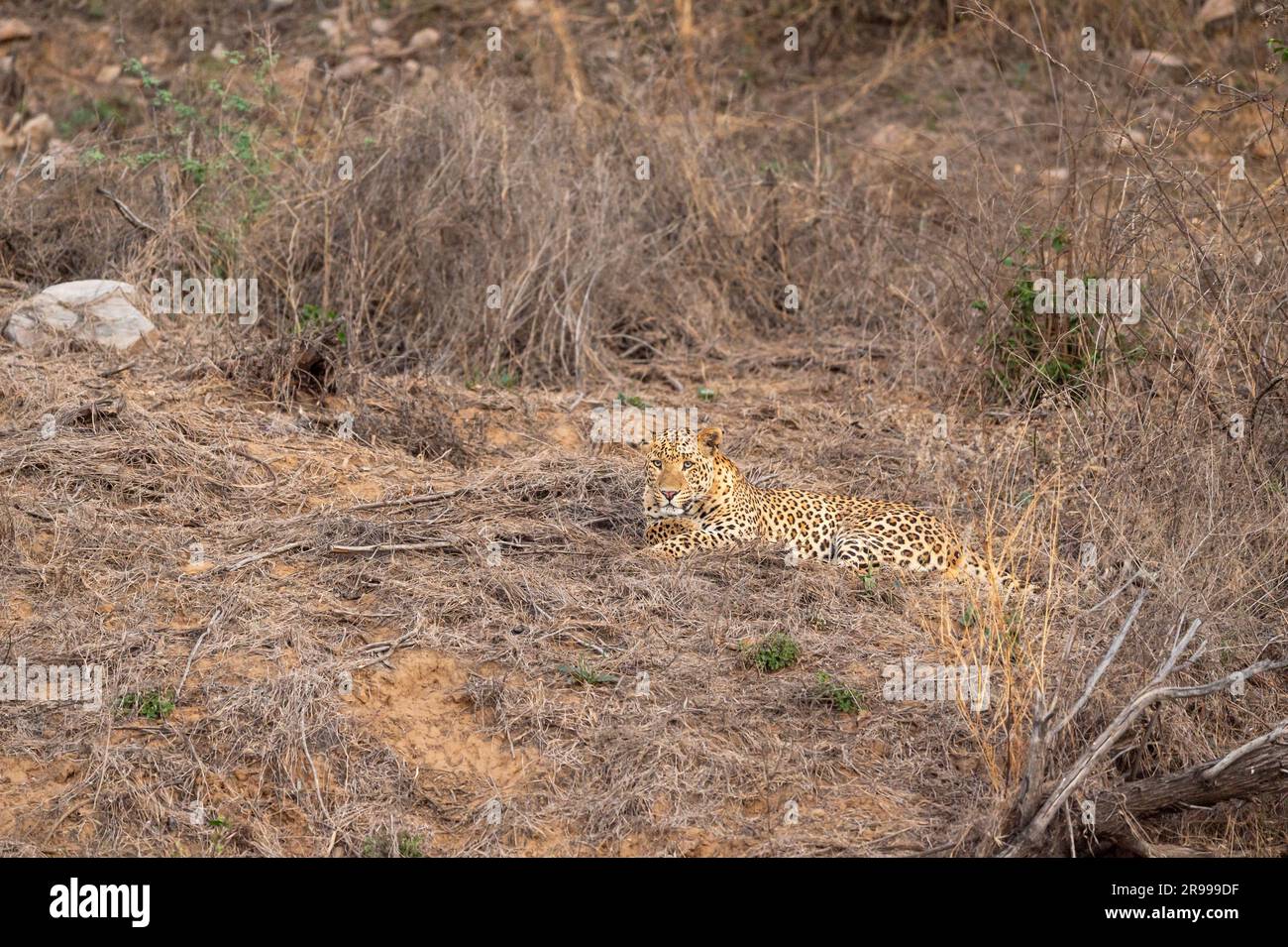 leopardo selvatico maschio o pantera o panthera pardus riposare o sedersi nella foresta secca nella stagione estiva safari serale riserva di leopardi di jhalana jaipur india Foto Stock