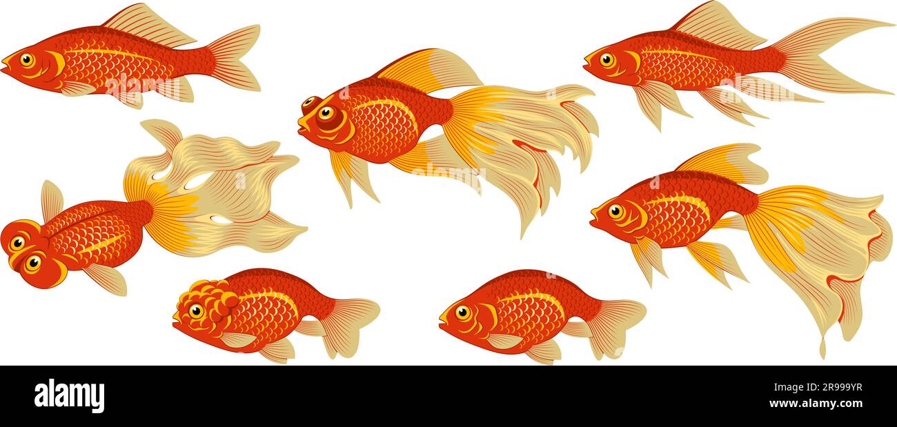 Set di specie di pesci rossi. Clipart vettoriale isolato su bianco. Illustrazione Vettoriale
