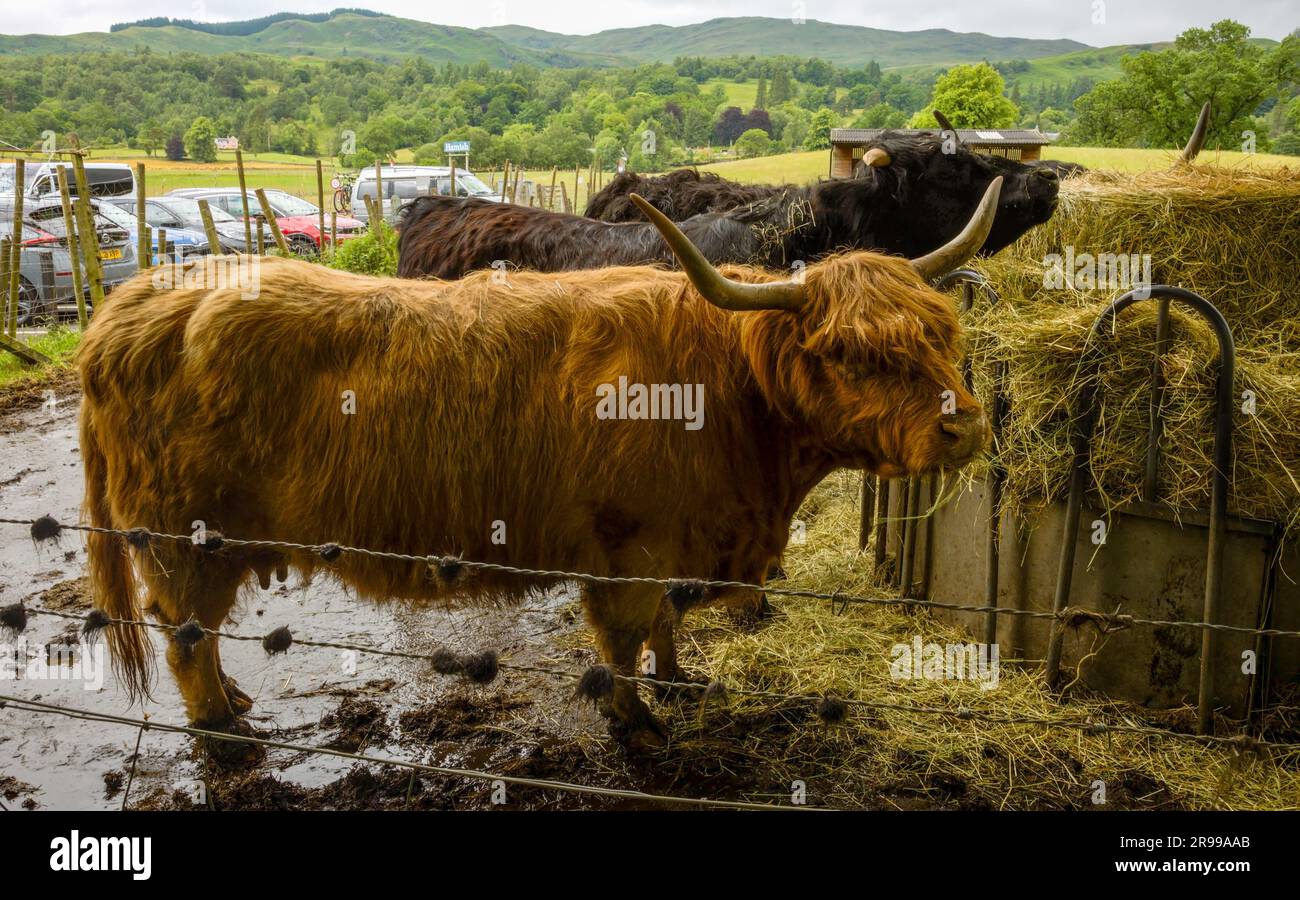 Bestiame delle Highland che mangiava vicino al Woollen Mill a Kilmahog, Stirlingshire, Scozia, Regno Unito Foto Stock