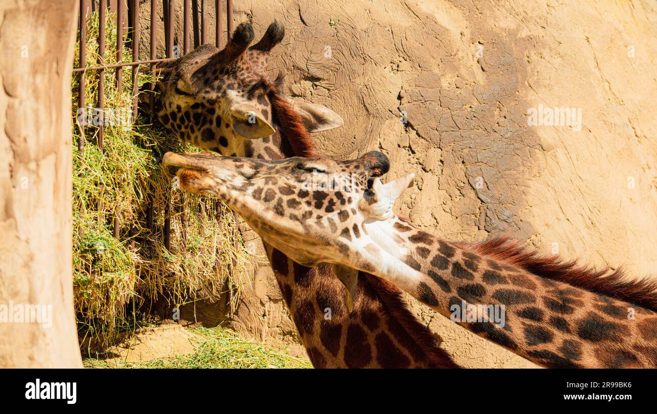 Un primo piano di una giraffa africana è felicemente sgranocchiato sulle foglie di un albero nel suo recinto allo zoo Foto Stock