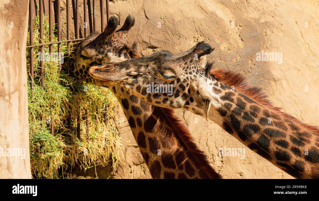 Un primo piano di una giraffa africana è felicemente sgranocchiato sulle foglie di un albero nel suo recinto allo zoo Foto Stock