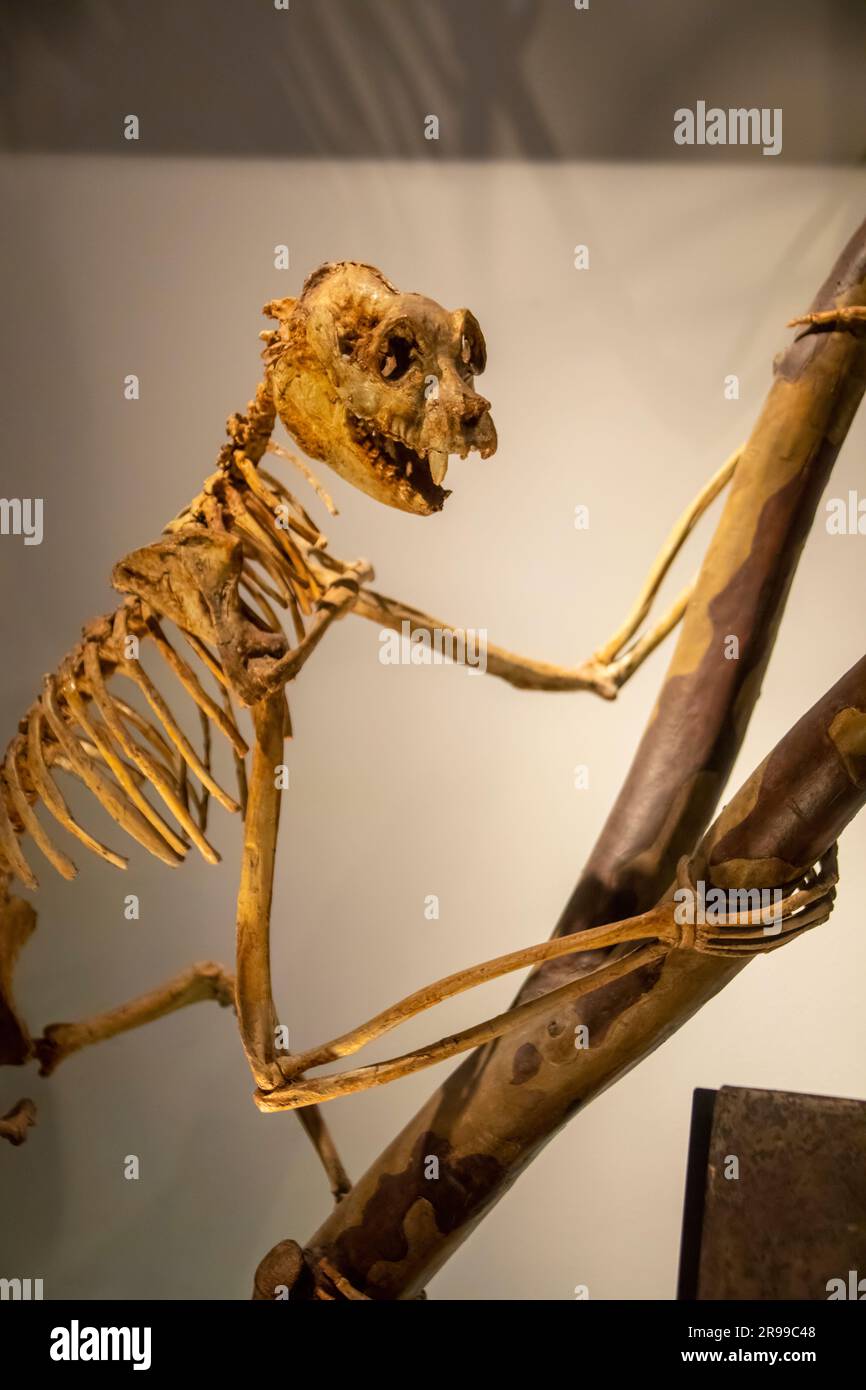 Il Palaeopropithecus nella galleria globale National Museum of Nature and Science. Un genere recentemente estinto di grandi lemuri di bradipo provenienti dal Madagascar Foto Stock