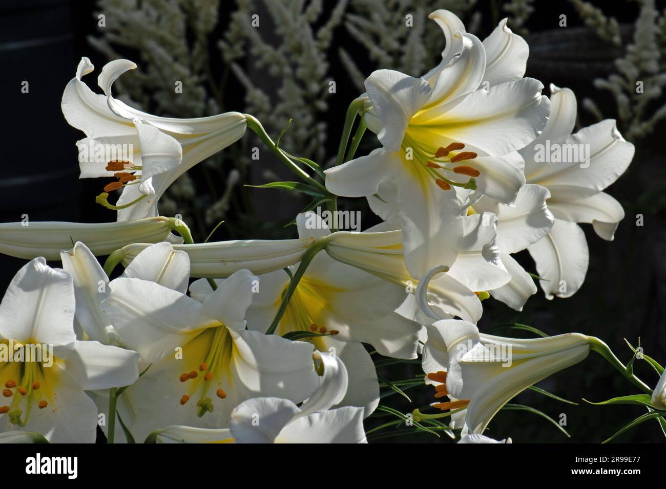Giglio bianco molto profumato, Lilium regale Album Foto Stock