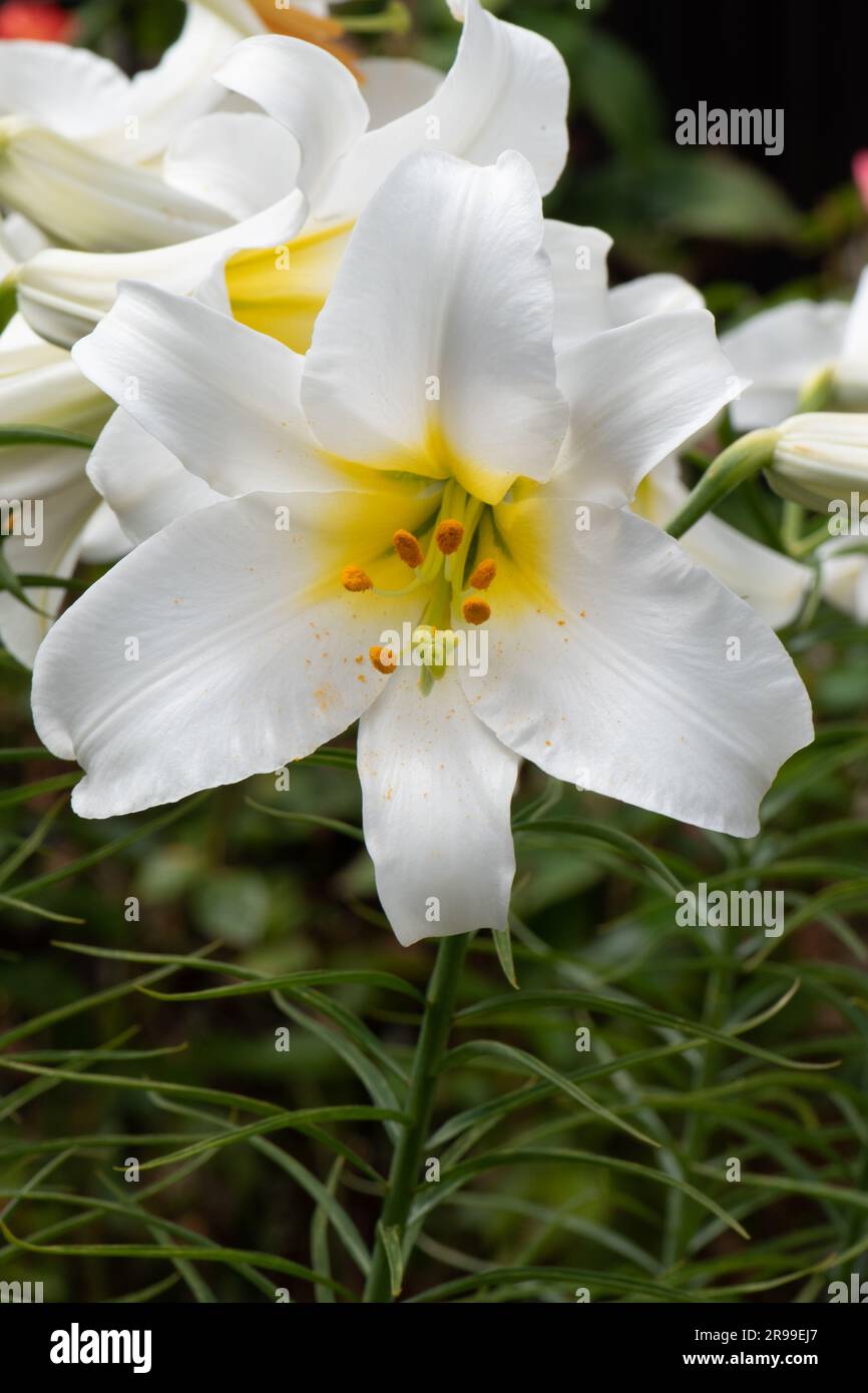 Giglio bianco molto profumato, Lilium regale Album Foto Stock