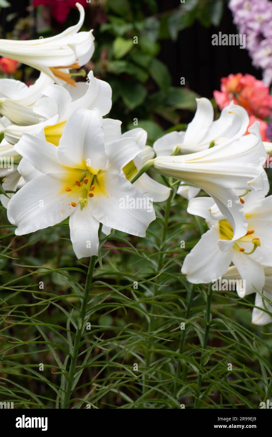 Giglio bianco molto profumato, Lilium regale Album Foto Stock