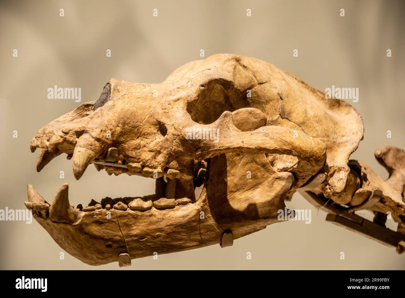 Il cranio dell'orso delle grotte (Ursus spelaeus) nella galleria globale National Museum of Nature and Science. Una specie preistorica di orso che viveva in Europa Foto Stock