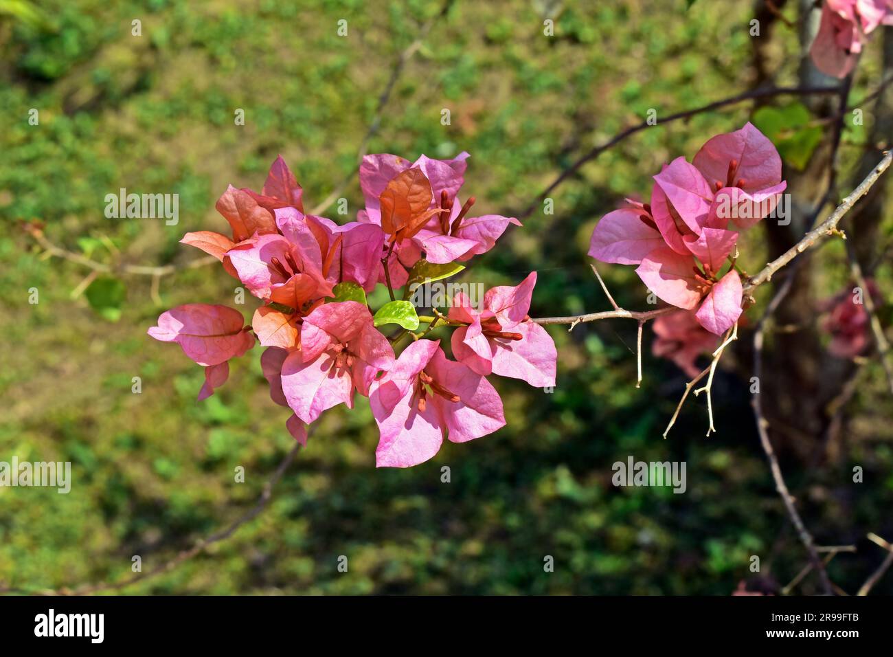 Fiori di bouganvillea di salmone (Bougainvillea spectabilis) Foto Stock