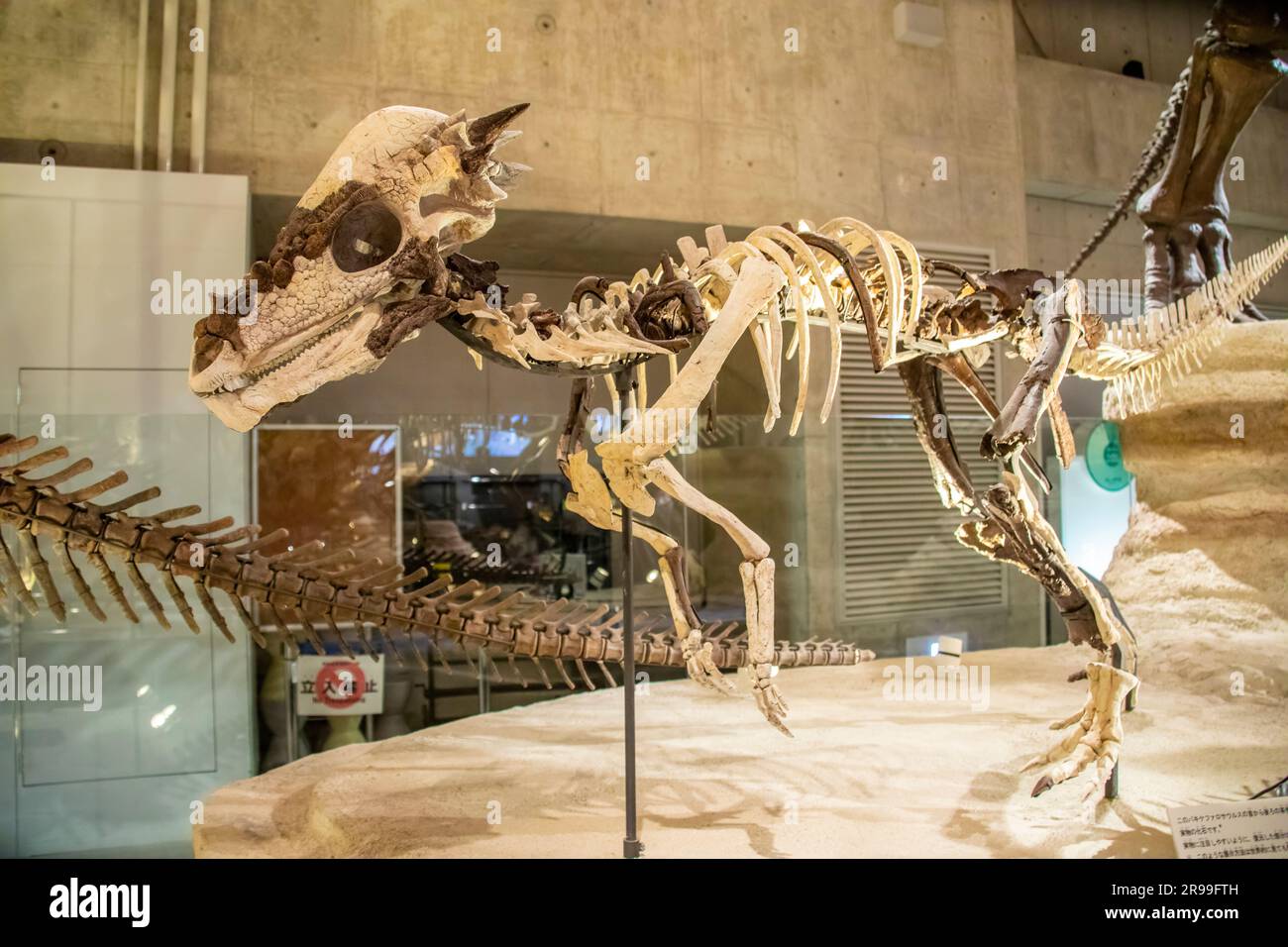 Tokyo Giappone 11 marzo 2023: pachycephalosaurus wyomingensis nella galleria globale National Museum of Nature and Science. Foto Stock