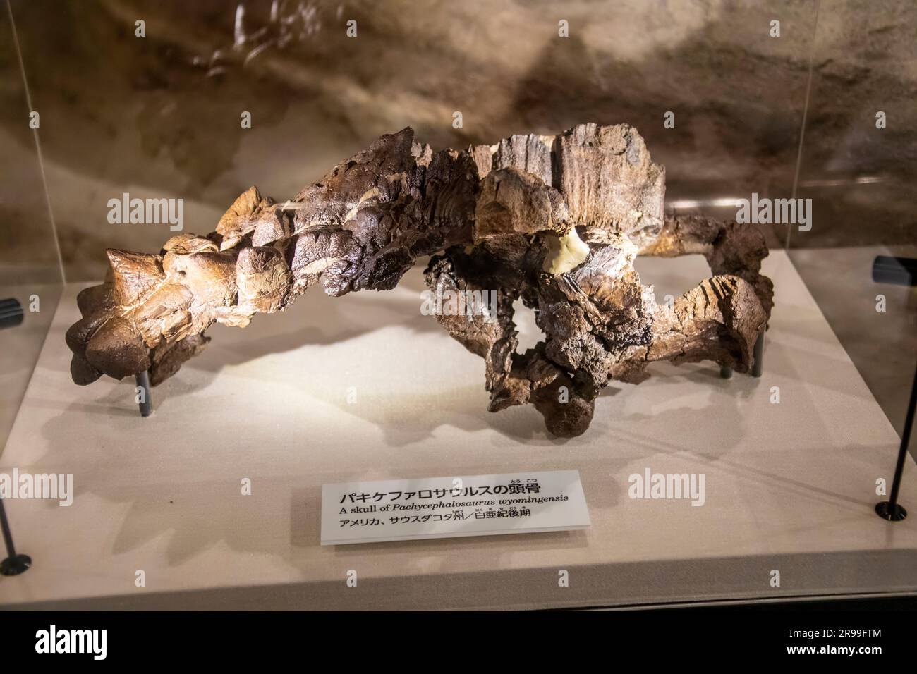 Tokyo Giappone 11 marzo 2023: Il cranio di pachycephalosaurus wyomingensis nella galleria globale National Museum of Nature and Science. Foto Stock