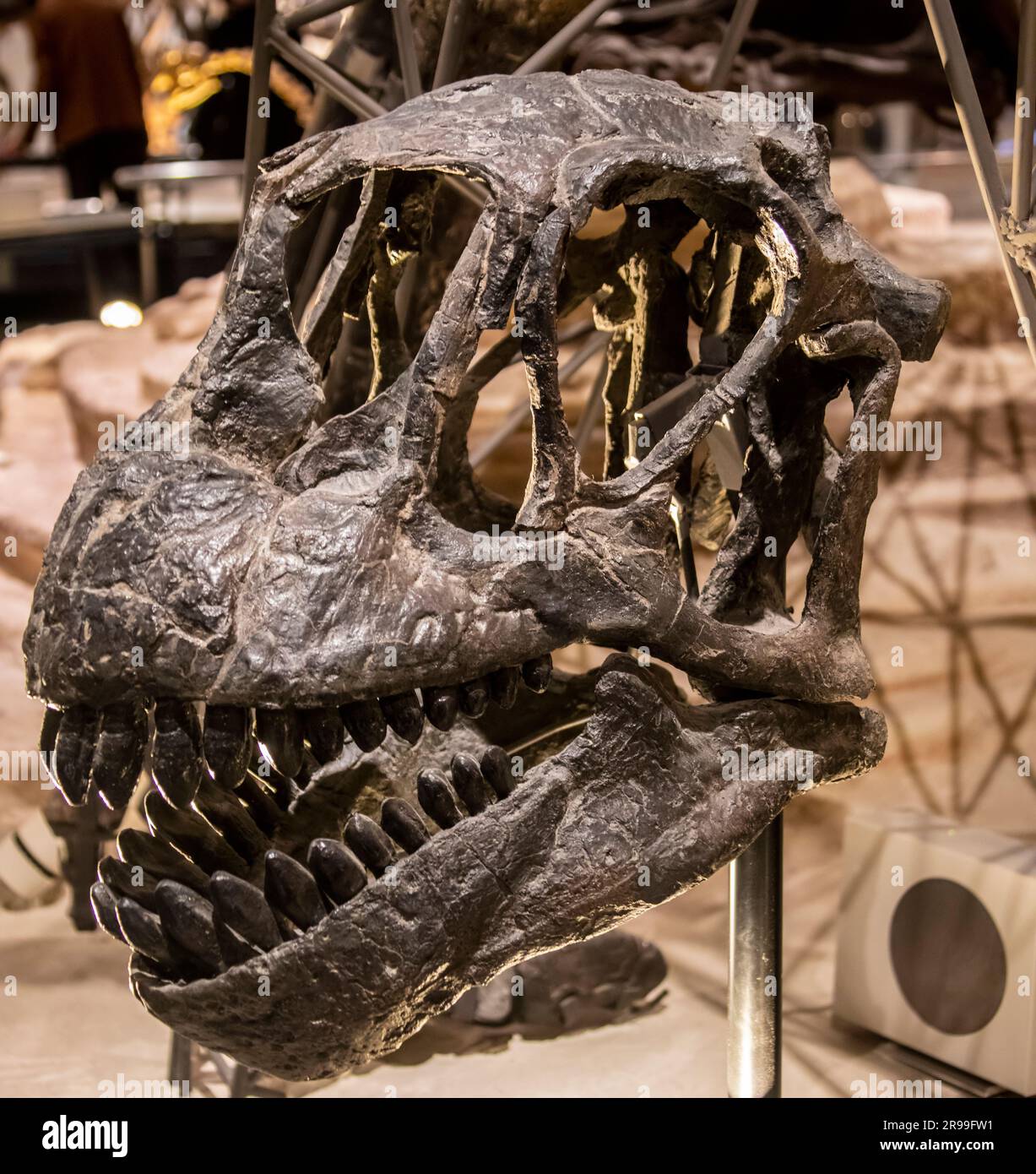 Il cranio di Camarasaurus lentus nella galleria globale National Museum of Nature and Science. Una specie estinta di dinosauro sauropode Foto Stock