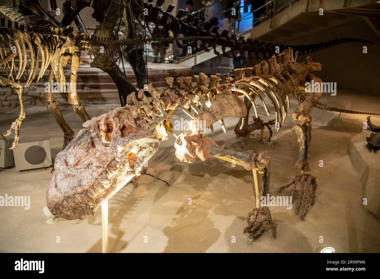 Il Prestosuchus (che significa "coccodrillo Prestes") nella galleria globale National Museum of Nature and Science. È un genere estinto di pseudosuchiano. Foto Stock