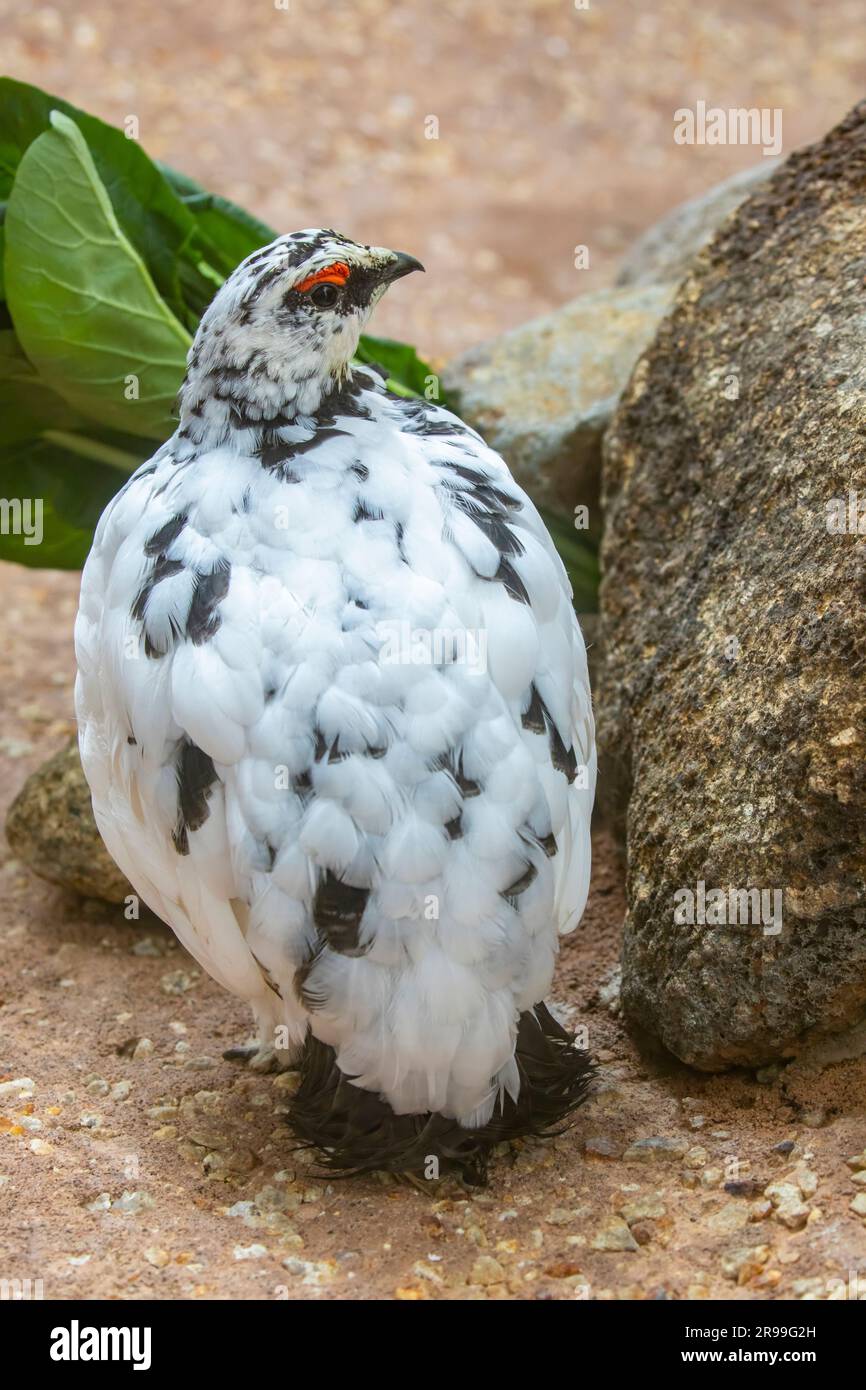 Lo ptarmigan di roccia giapponese (Lagopus muta japonica), un uccello alpino una volta venerato come messaggero degli dei della montagna, si affaccia Foto Stock