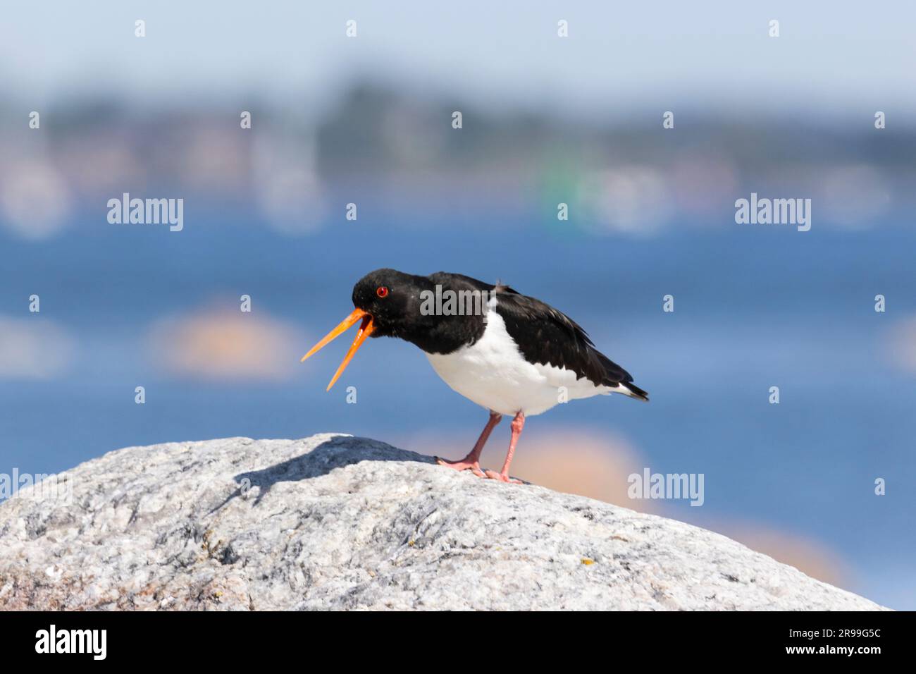 (Oystercatcher Haematopus ostralegus) Foto Stock