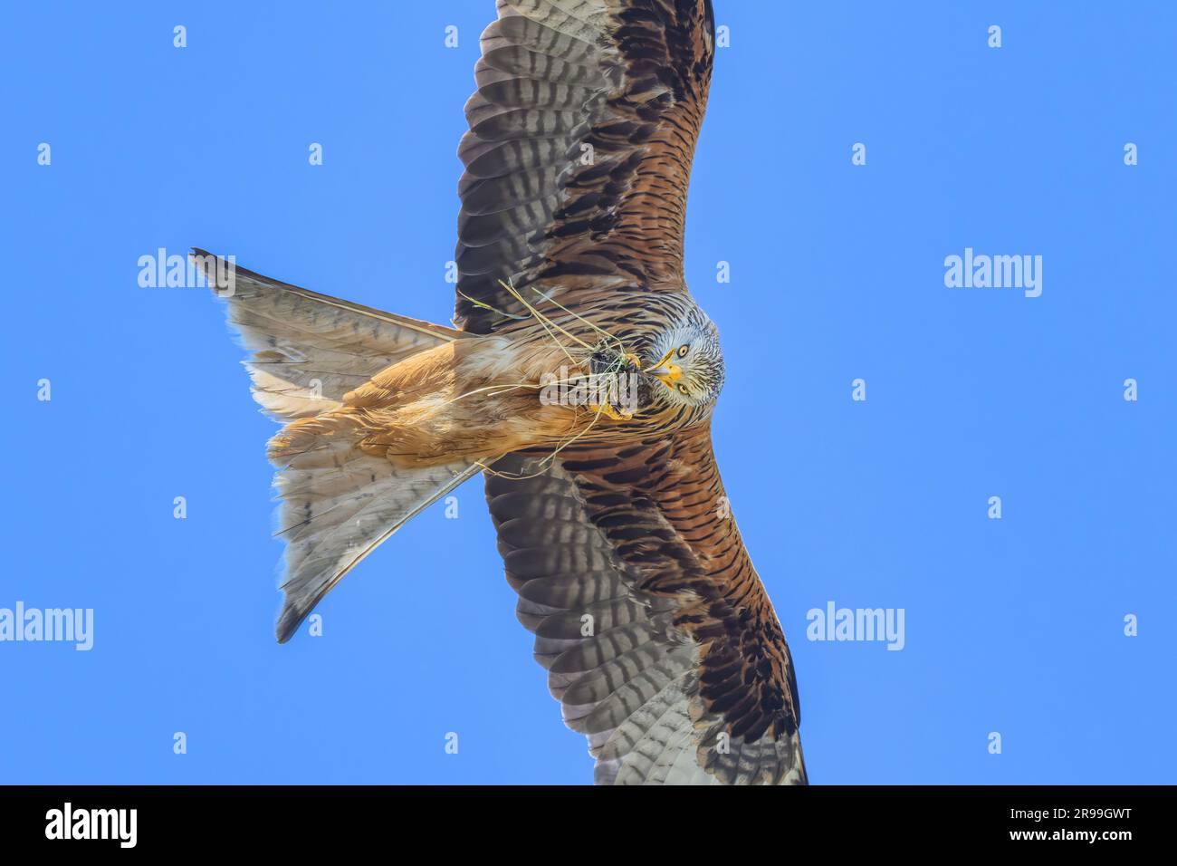 Aquilone nero europeo, Milvus m. migrans, che vola con le ali sparse verso il basso alla ricerca di prede, vista dall'alto, un uccello preda della famiglia degli Accipitridae Foto Stock